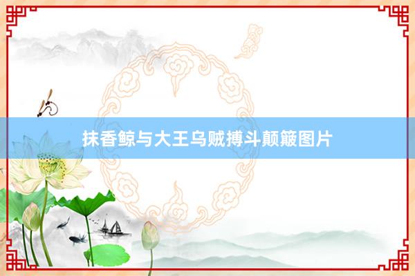 抹香鲸与大王乌贼搏斗颠簸图片